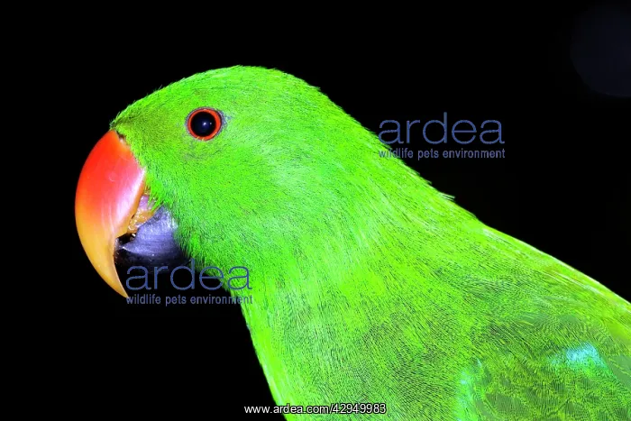 : Eclectus parrot - male, captive specimen : Eclectus parrot - male, captive specimen
