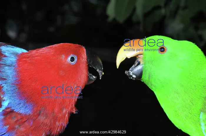 : Eclectus Parrot - male and female disputing over food : Eclectus Parrot - male and female disputing over food