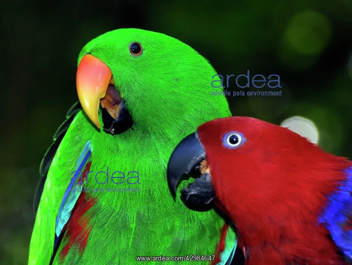 : Eclectus Parrot - male and female disputing over food : Eclectus Parrot - male and female disputing over food
