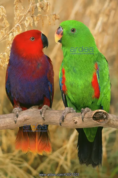 : Eclectus Parrot - pair : Eclectus Parrot - pair