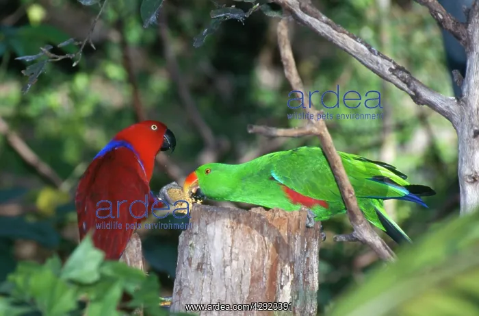 : Eclectus Parrots - female (red) ofrering seeds : Eclectus Parrots - female (red) ofrering seeds
