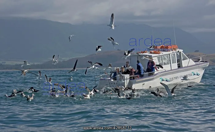 : Eco-tourism - watching albatrosses, petrels and : Eco-tourism - watching albatrosses, petrels and