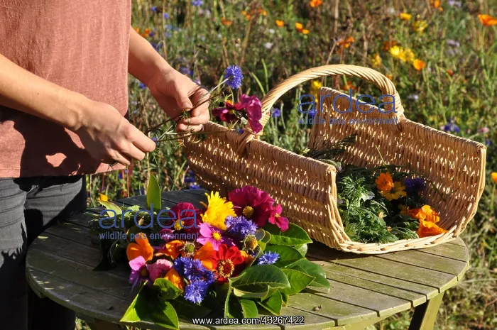 : Ecological Funeral, Making a bouquet for an interment : Ecological Funeral, Making a bouquet for an interment