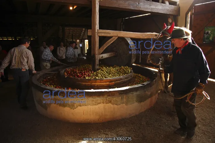 : Ecrasoir apples to horse-drawn Pays Othe France : Ecrasoir apples to horse-drawn Pays Othe France