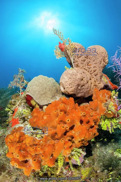 : Ectyoplasia ferox and Agelas cerebrum sponges, gardens : Ectyoplasia ferox and Agelas cerebrum sponges, gardens