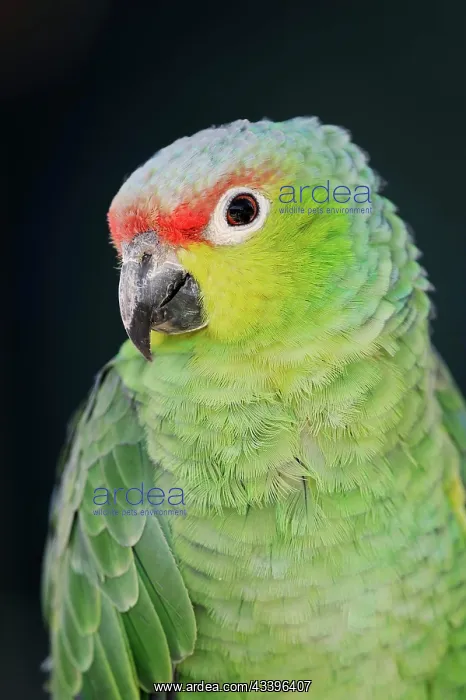 : Ecuador Amazon (Amazona autumnalis lilacina), portrait : Ecuador Amazon (Amazona autumnalis lilacina), portrait
