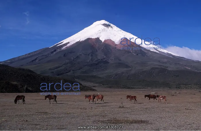 : ECUADOR - COTOPAXI 5897m - seen from Northwest : ECUADOR - COTOPAXI 5897m - seen from Northwest