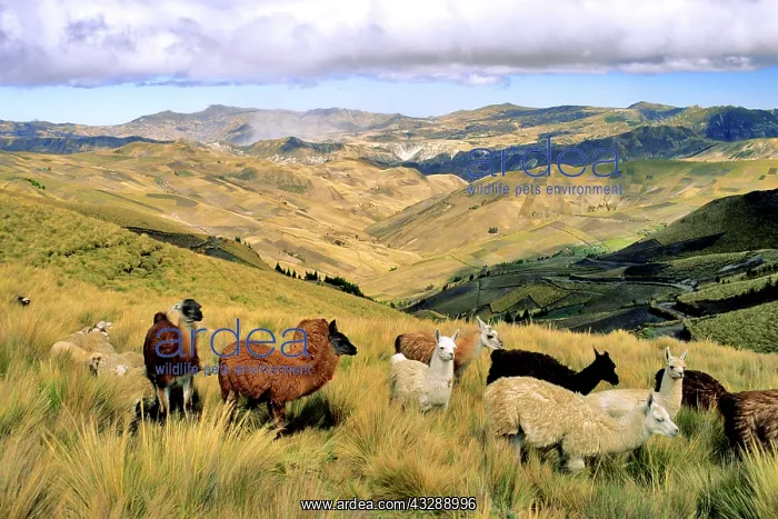  : Ecuador, Cotopaxi province, llamas and sheep in
