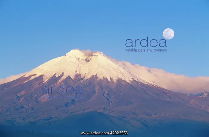 : ECUADOR - Cotopaxi, seen from the west, with full moon : ECUADOR - Cotopaxi, seen from the west, with full moon