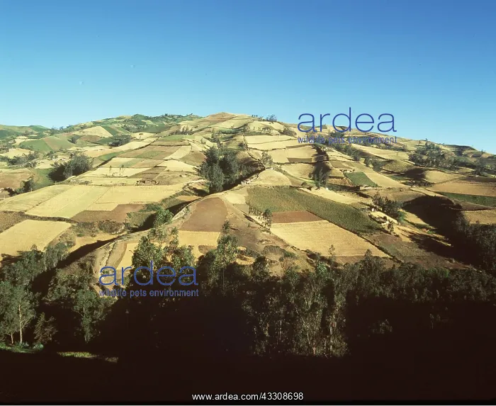 : ECUADOR - Fields on slopes of Andes : ECUADOR - Fields on slopes of Andes