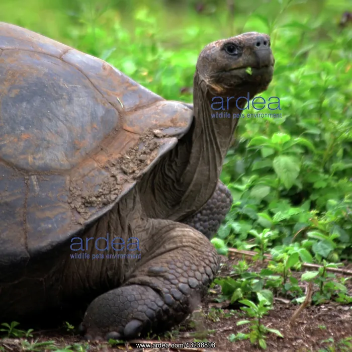 : Ecuador, Galapagos Islands, Santa Cruz Island : Ecuador, Galapagos Islands, Santa Cruz Island