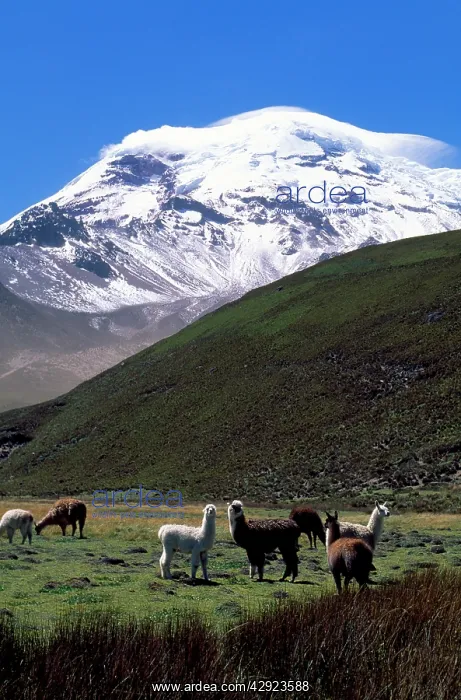  : Ecuador - Llamas under Chimborazo Volcano