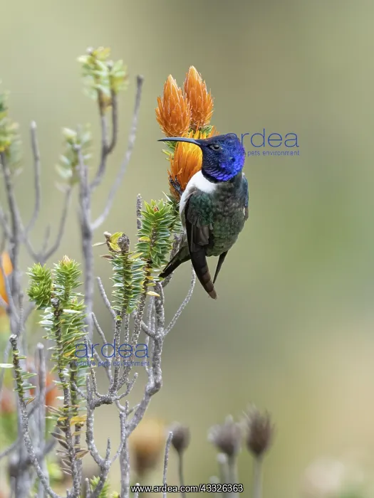 : Ecuadorian Hillstar (Oreotrochilus chimborazo) : Ecuadorian Hillstar (Oreotrochilus chimborazo)