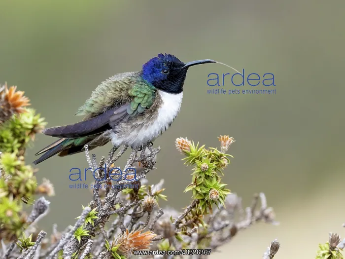 : Ecuadorian Hillstar (Oreotrochilus chimborazo) : Ecuadorian Hillstar (Oreotrochilus chimborazo)