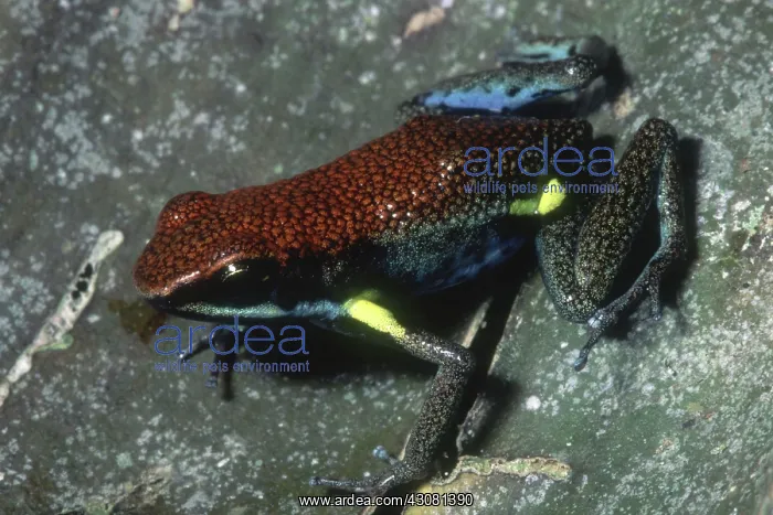 : Ecuadorian Poison Frog : Ecuadorian Poison Frog
