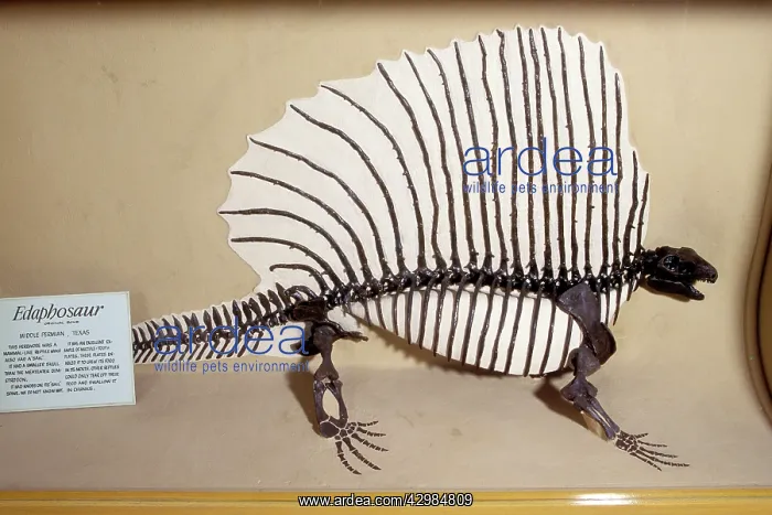 : Edaphosaur - Synapsid from the Middle Permian of Texas - USA : Edaphosaur - Synapsid from the Middle Permian of Texas - USA