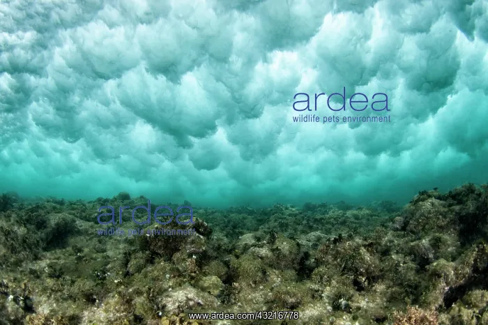  : Under the eddy of a wave breaking on the reef in