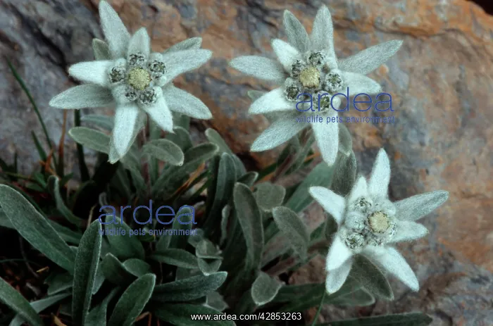 : Edelweiss (Leontopodium alpinum). Ecrins - Alps - France : Edelweiss (Leontopodium alpinum). Ecrins - Alps - France