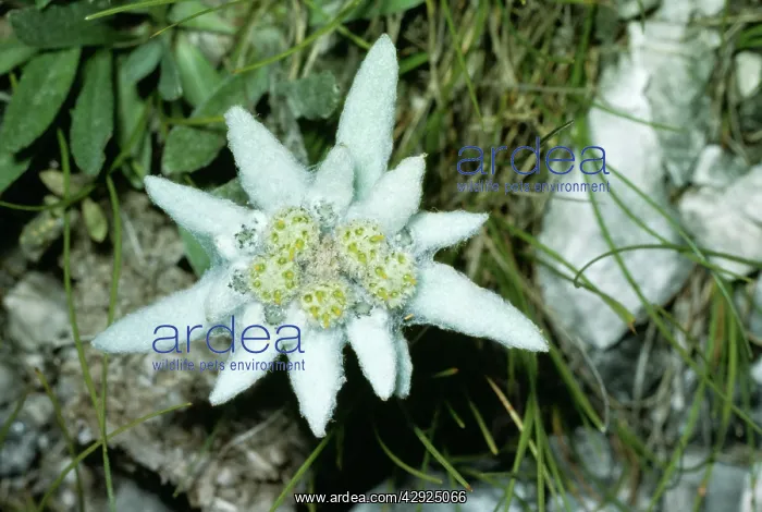  : Edelweiss (Leontopodium alpinum)
