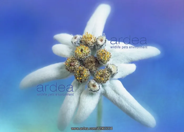 : Edelweiss, Leontopodium alpinum : Edelweiss, Leontopodium alpinum