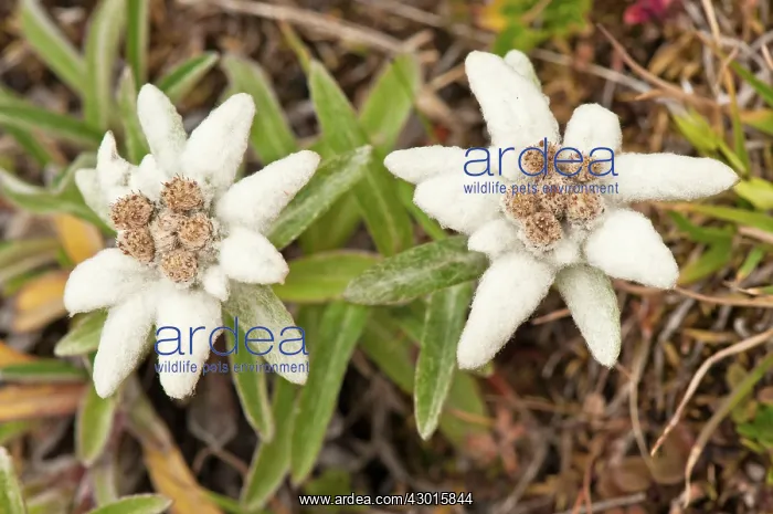  : Edelweiss