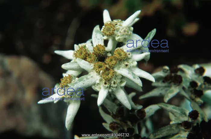 : Edelweiss, Leontopodium alpinum : Edelweiss, Leontopodium alpinum