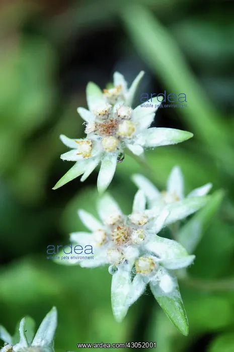: Edelweiss, Leontopodium alpinum : Edelweiss, Leontopodium alpinum