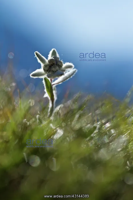  : Edelweiss (Leontopodium alpinum) growing in the French Alps on an altitude of 2450 meters