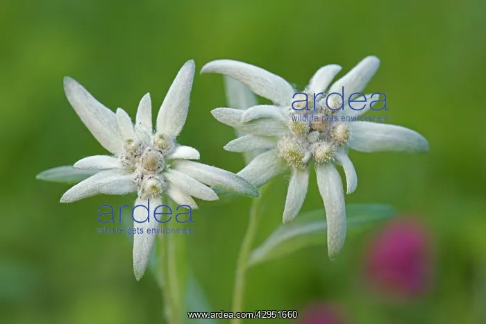  : Edelweiss closeup