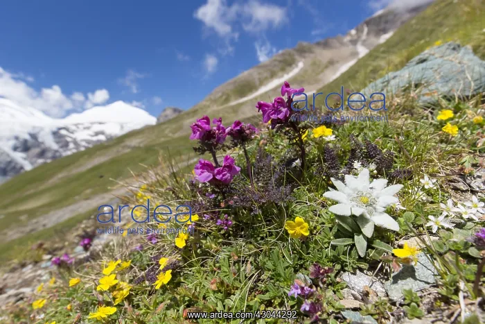 : Edelweiss - flowering plant in alpine surroundings : Edelweiss - flowering plant in alpine surroundings
