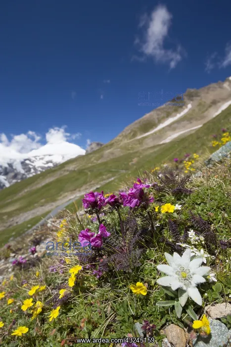 : Edelweiss - flowering plant in alpine surroundings : Edelweiss - flowering plant in alpine surroundings