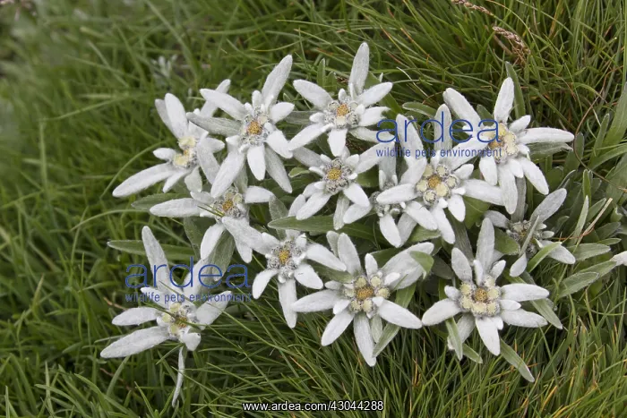 : Edelweiss - flowering plant - Hohe Tauern National : Edelweiss - flowering plant - Hohe Tauern National