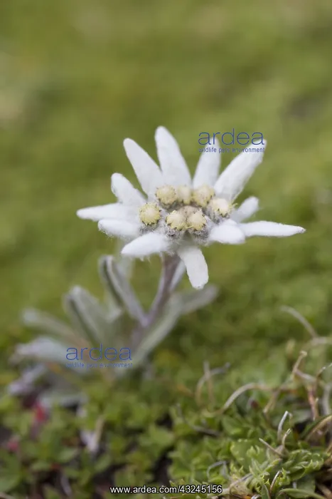 : Edelweiss - flowering plant - Hohe Tauern National : Edelweiss - flowering plant - Hohe Tauern National