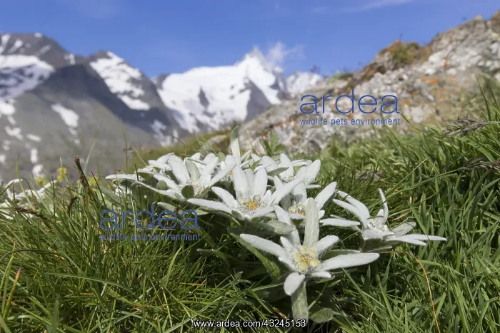 : Edelweiss - flowering plant with the mountain : Edelweiss - flowering plant with the mountain