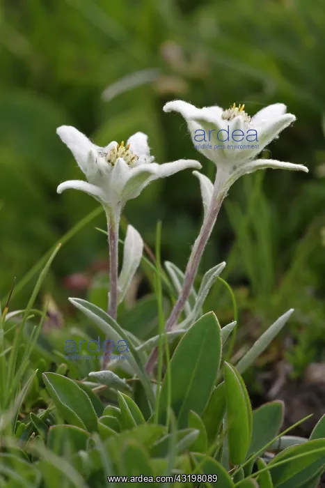 : Edelweiss (Leontopodium alpinum), Rosskogel, Rofan : Edelweiss (Leontopodium alpinum), Rosskogel, Rofan