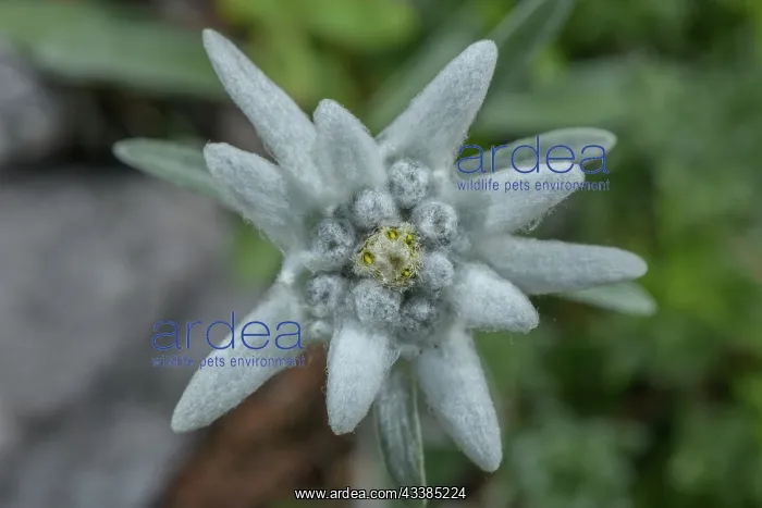 : Edelweiss, Leontopodium nivale, in flower in the : Edelweiss, Leontopodium nivale, in flower in the