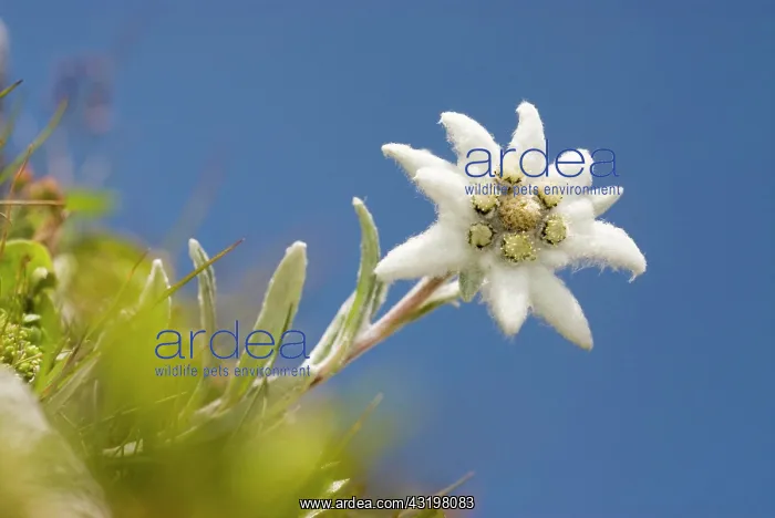 : Edelweiss (Leontopodium nivale) Styria, Austria : Edelweiss (Leontopodium nivale) Styria, Austria