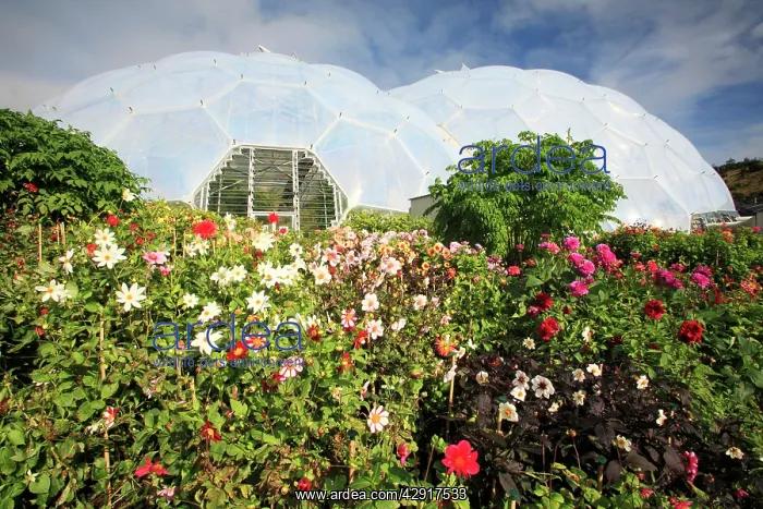 : Eden Project - Biome and autumn Dahlias : Eden Project - Biome and autumn Dahlias