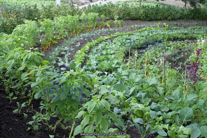 : Eden Project - growing plants & vegetables : Eden Project - growing plants & vegetables