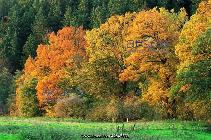  : Edge of Beech Wood - in Autumn