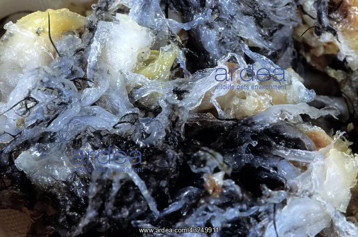 : Edible Birds Nests, Malaysia : Edible Birds Nests, Malaysia