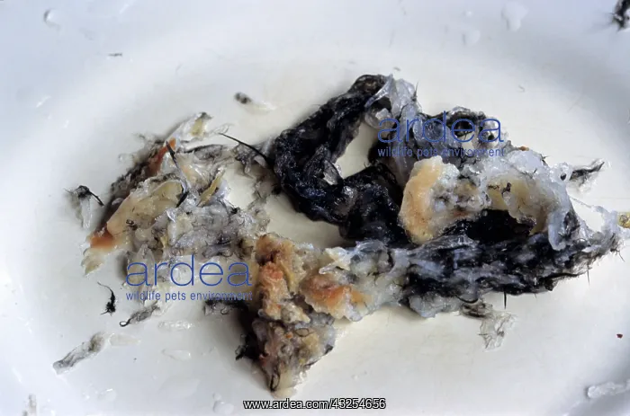  : Edible Birds Nests, Malaysia
