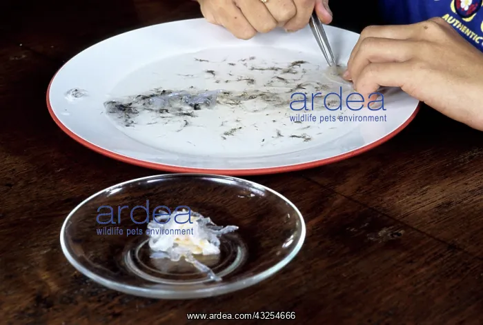 : Edible Birds Nests, Malaysia : Edible Birds Nests, Malaysia