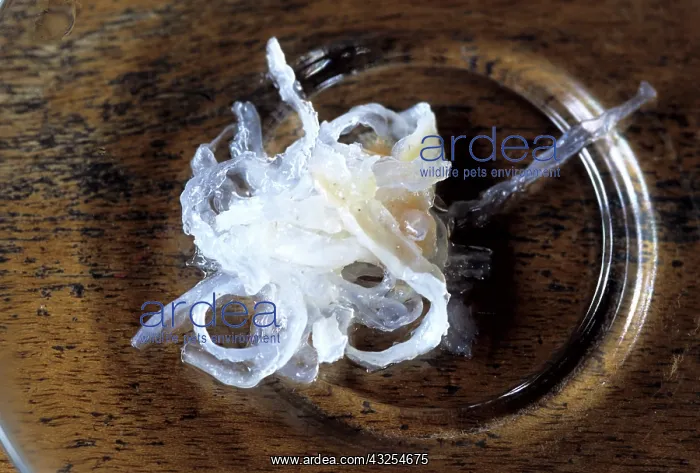 : Edible Birds Nests, Malaysia : Edible Birds Nests, Malaysia