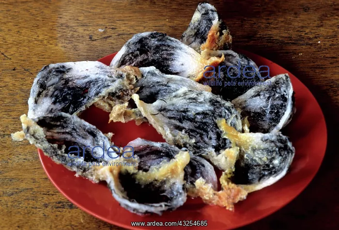 : Edible Birds Nests, Malaysia : Edible Birds Nests, Malaysia
