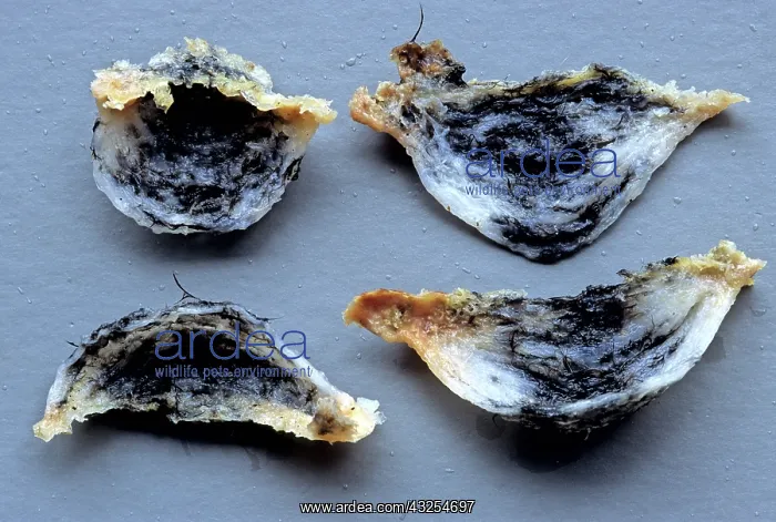 : Edible Birds Nests, Malaysia : Edible Birds Nests, Malaysia
