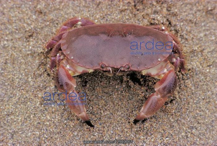  : Edible Crab