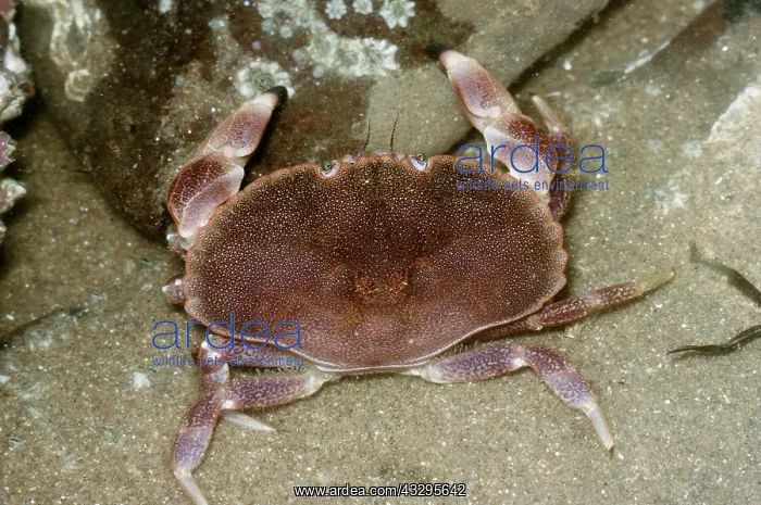 : EDIBLE CRAB : EDIBLE CRAB