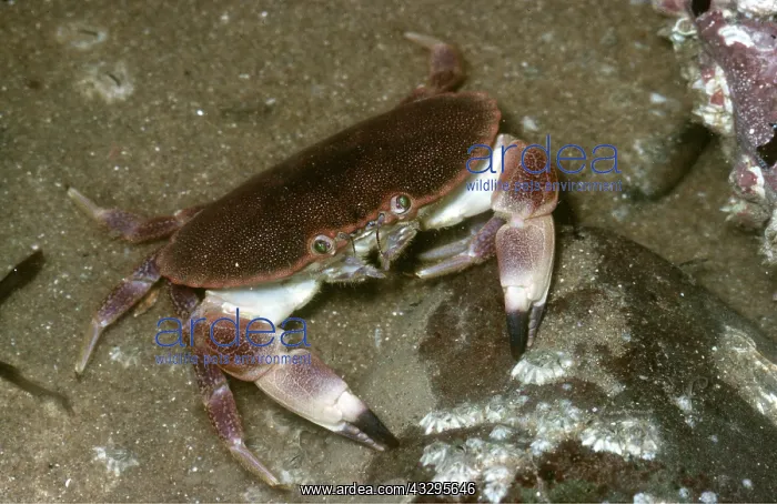 : EDIBLE CRAB : EDIBLE CRAB