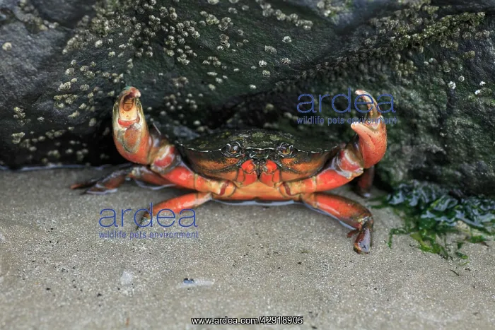 : Edible Crab - in the defence position on seashore : Edible Crab - in the defence position on seashore